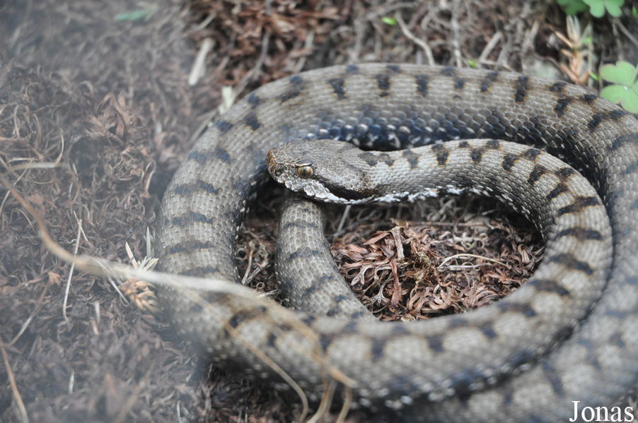 Vipera aspis