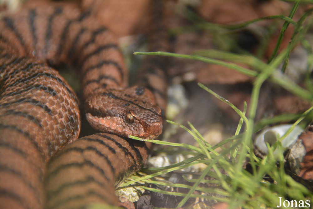 Vipera aspis aspis