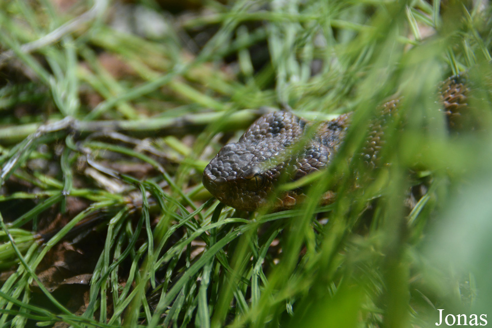 Vipera aspis aspis