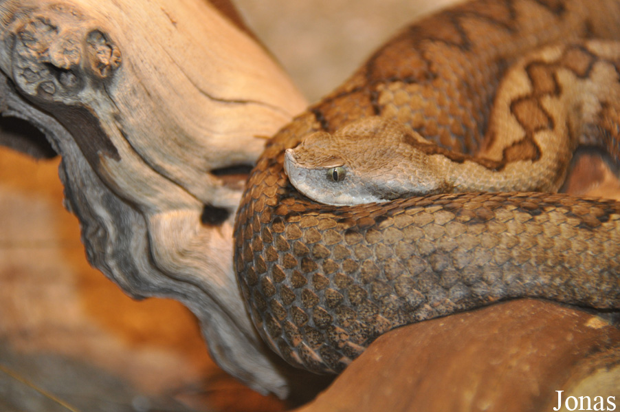 Vipera latastei