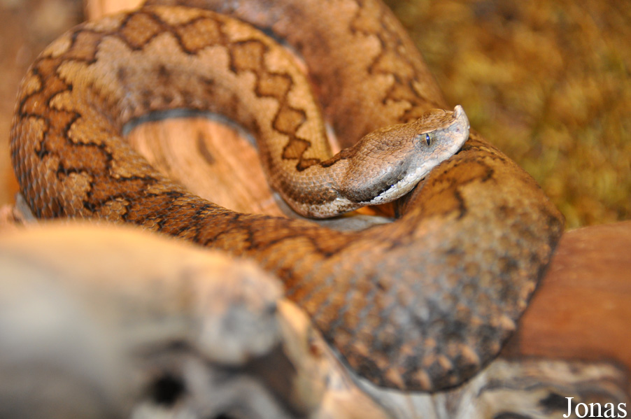 Vipera latastei