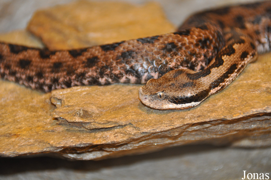 Vipera latastei gaditana
