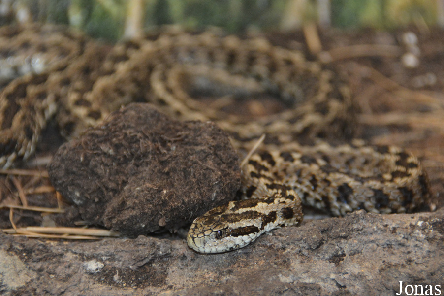 Vipera ursini rakosiensis