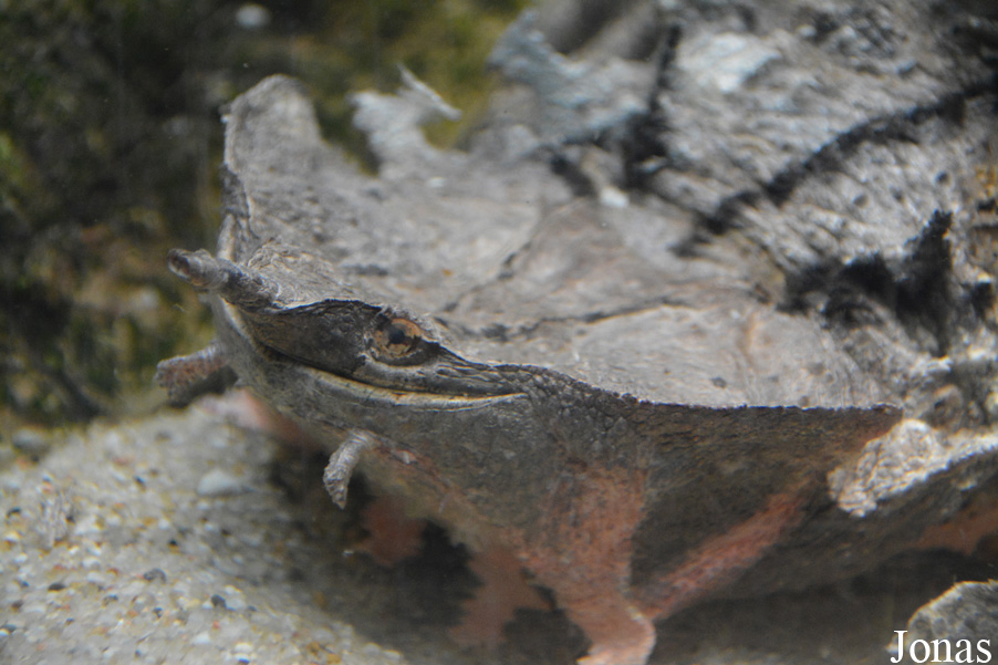 Chelus fimbriata