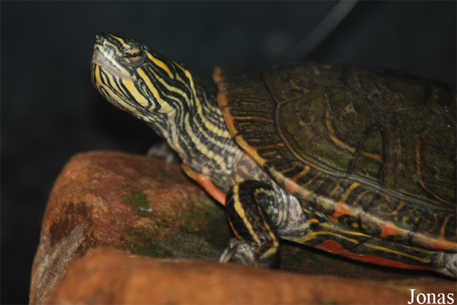 Chrysemys picta bellii