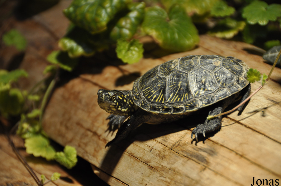 Emys orbicularis