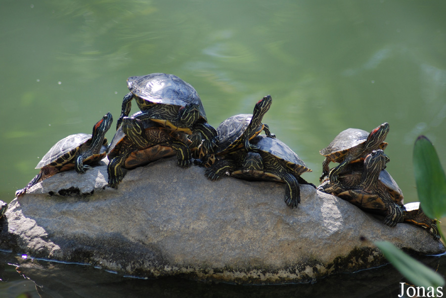 Trachemys scripta elegans