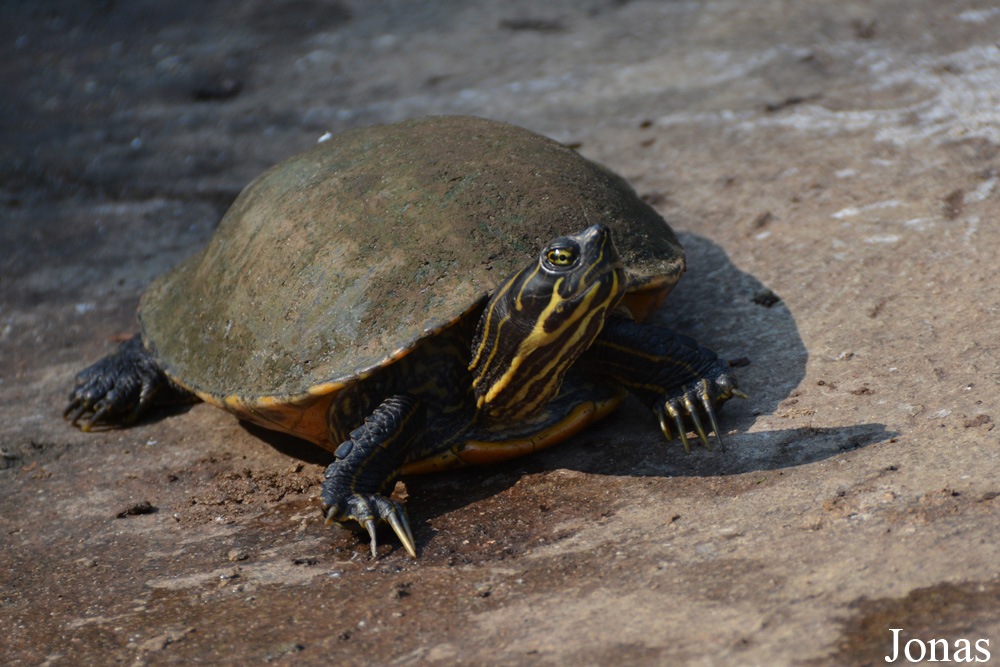 Trachemys scripta scripta