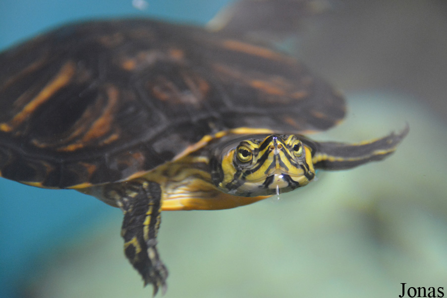 Trachemys scripta scripta