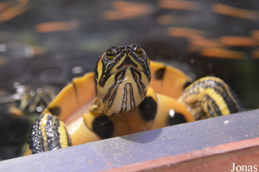 Trachemys scripta scripta