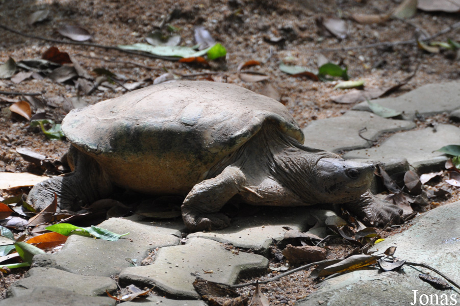 Batagur borneoensis