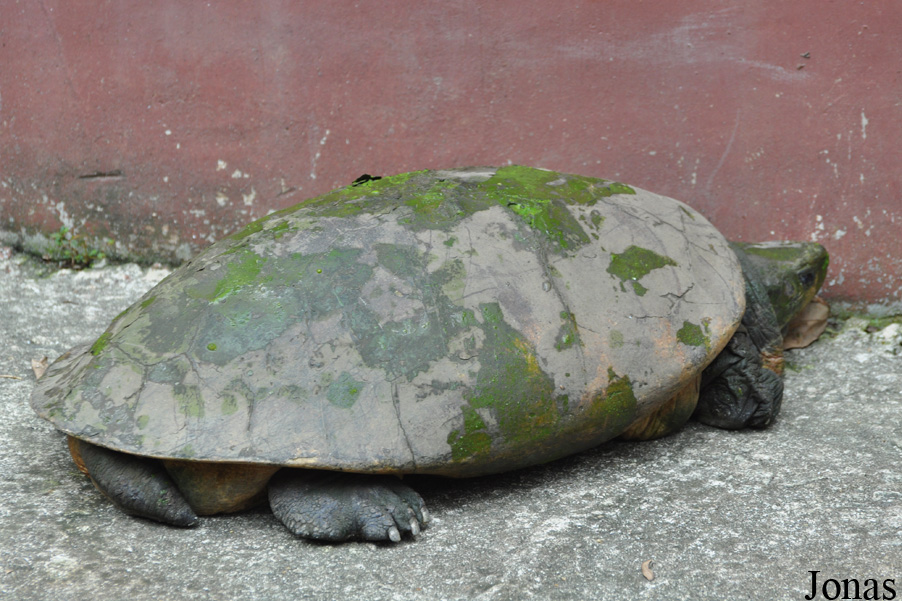 Batagur borneoensis