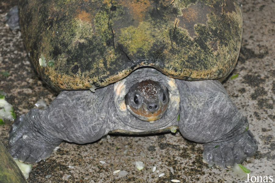 Batagur borneoensis