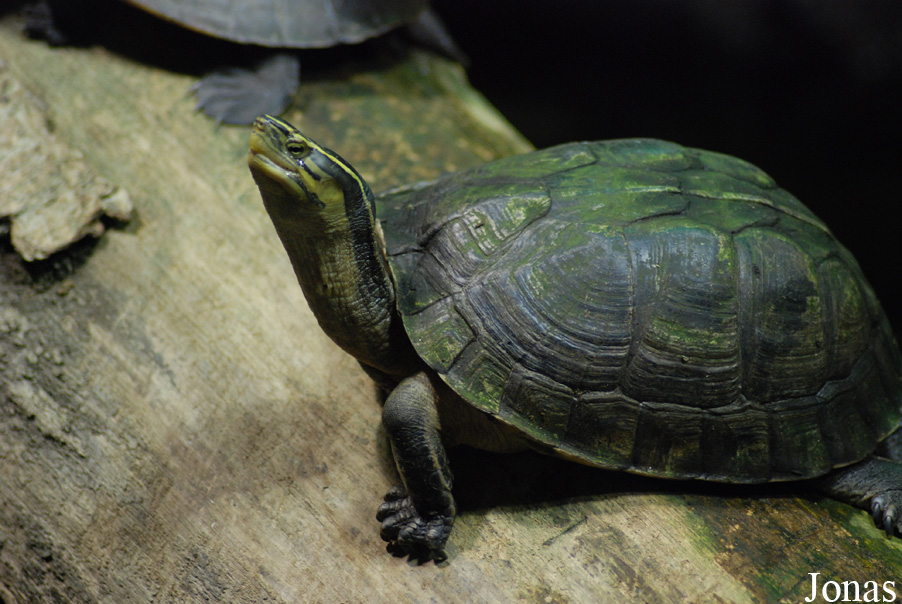 Cuora amboinensis