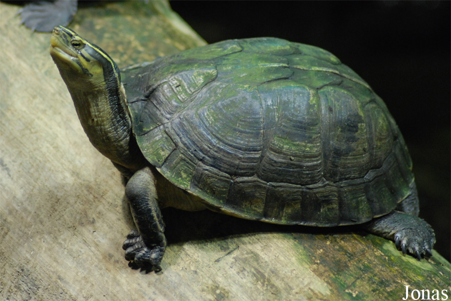 Cuora amboinensis