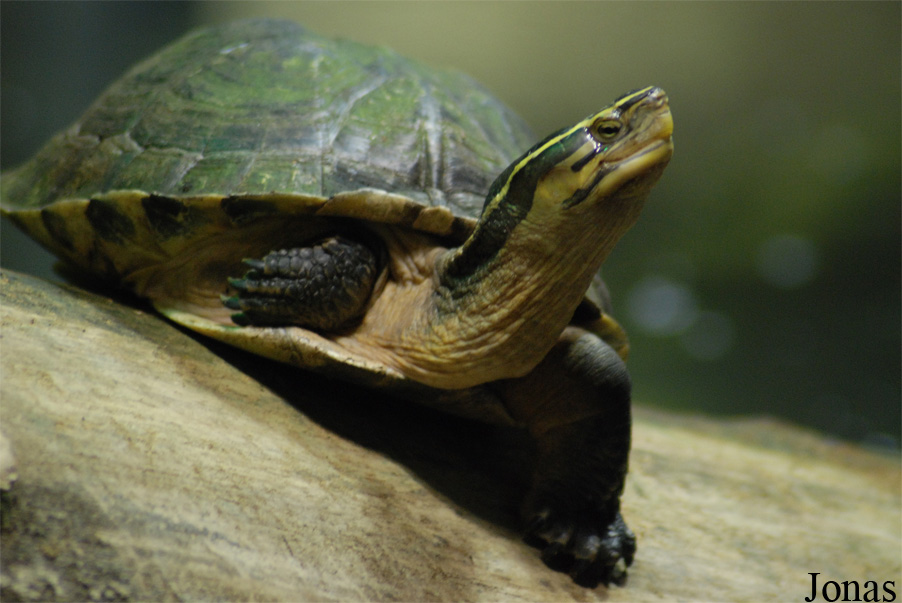 Cuora amboinensis