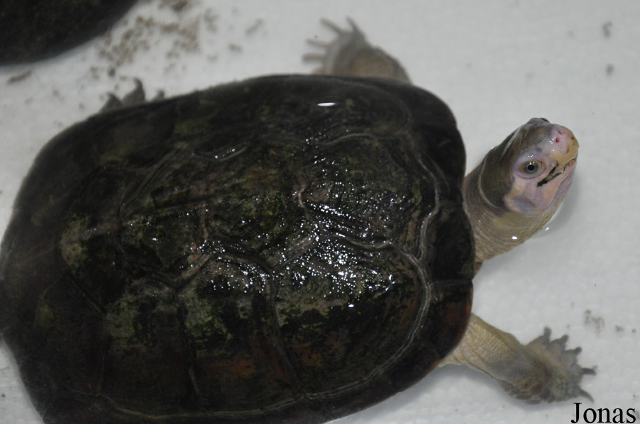 Cuora aurocapitata