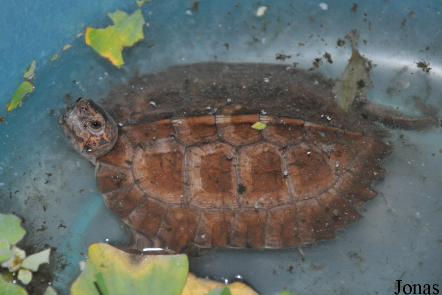 Cuora mouhotii