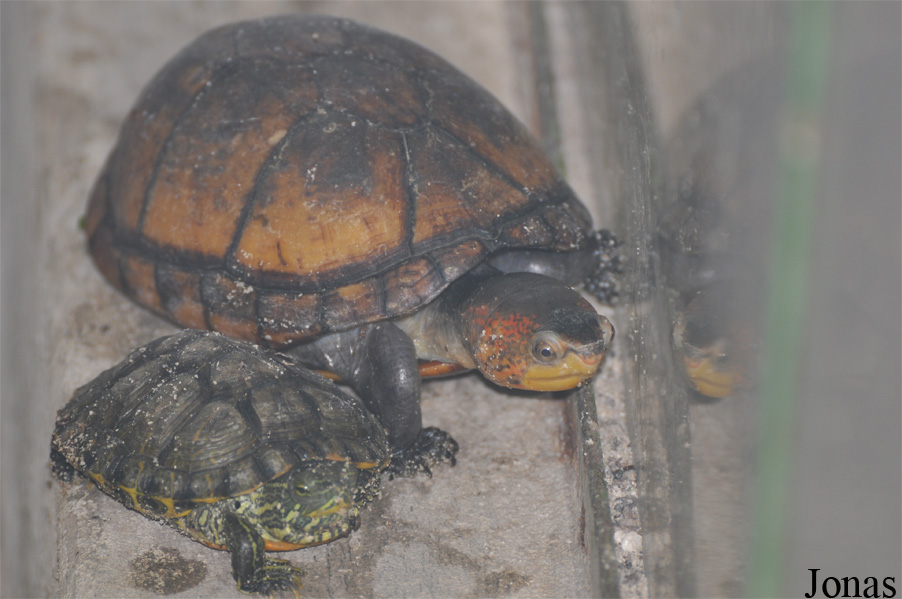 Kinosternon cruentatum