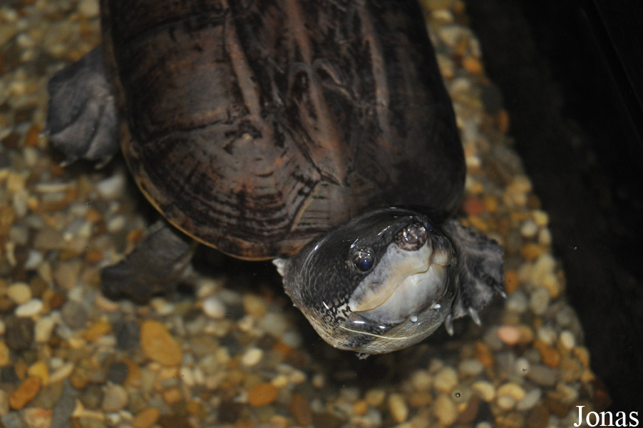 Staurotypus salvinii