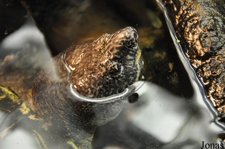 Staurotypus triporcatus