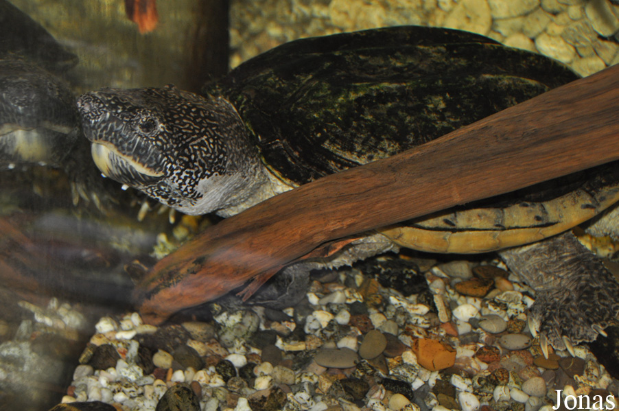 Staurotypus triporcatus