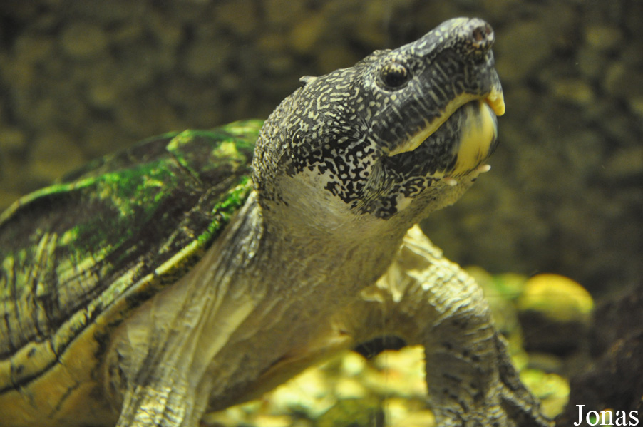 Staurotypus triporcatus
