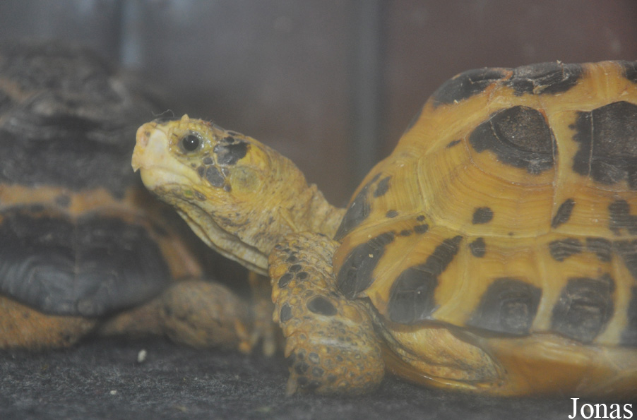 Indotestudo forstenii