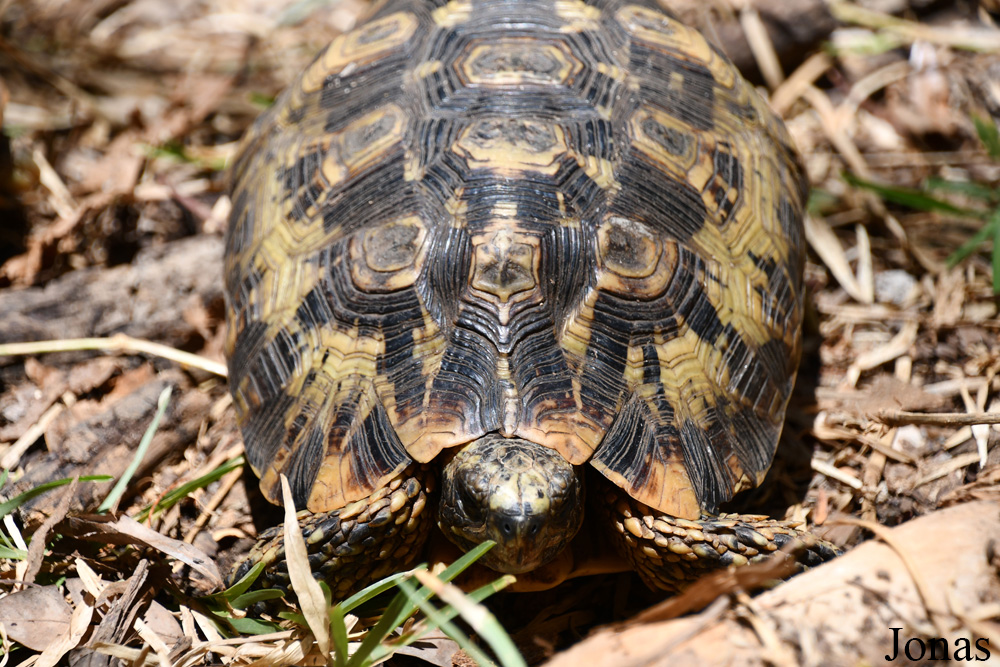 Biby Havantsika