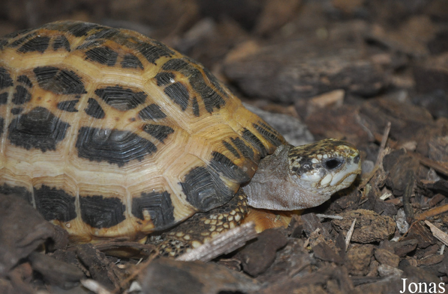 Pyxis arachnoides