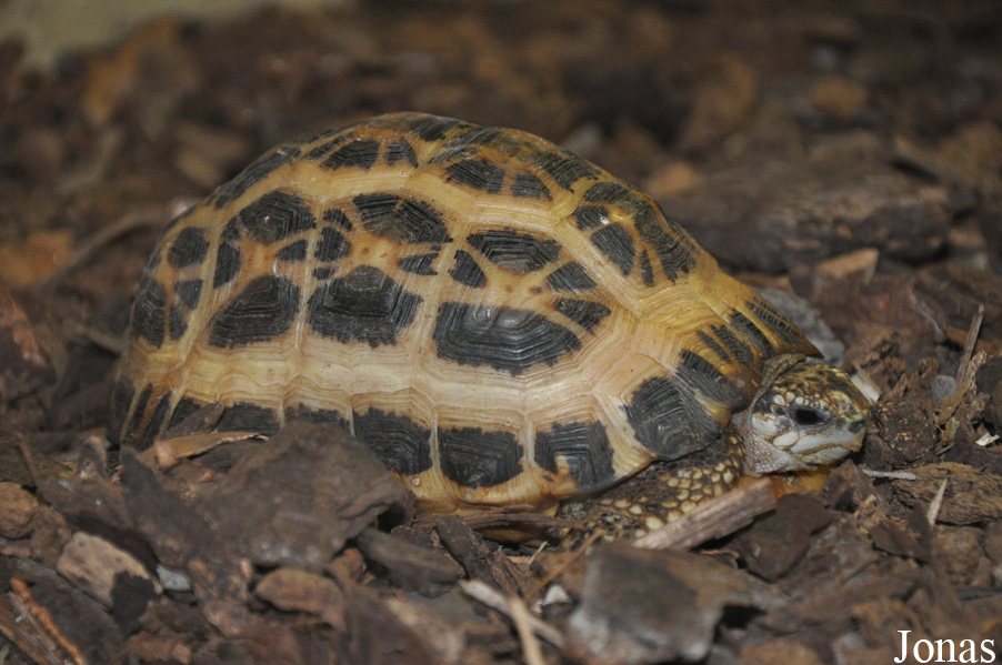 Pyxis arachnoides