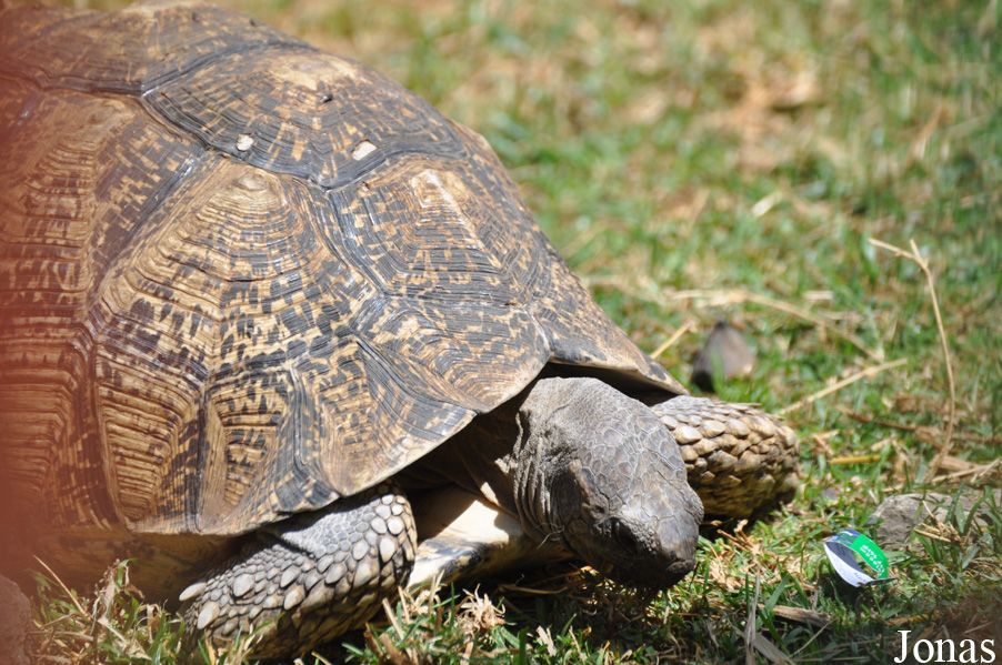 Stigmochelys pardalis