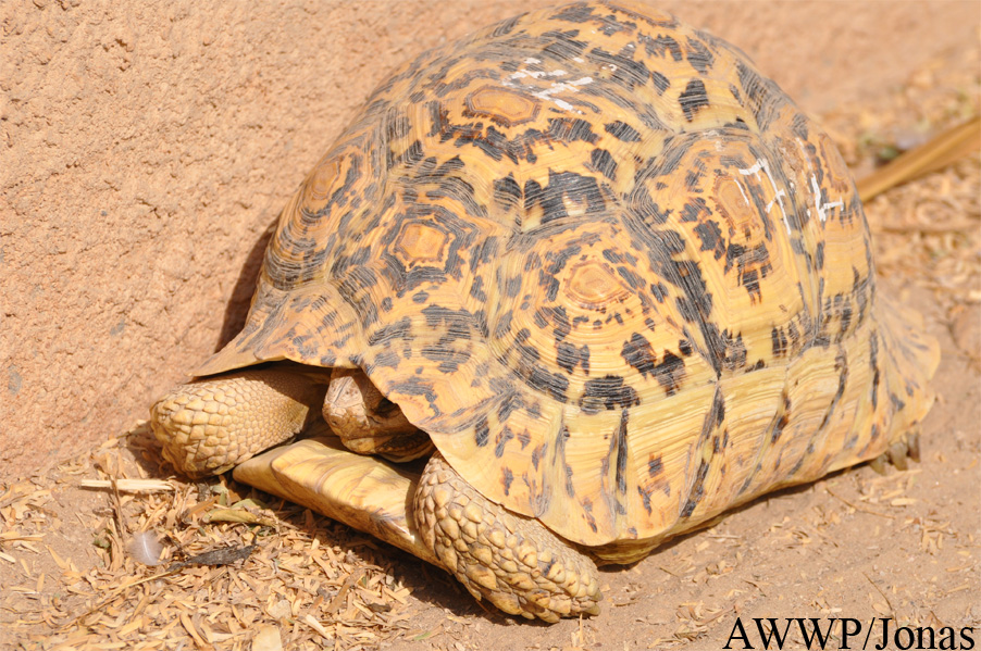 Stigmochelys pardalis babcocki
