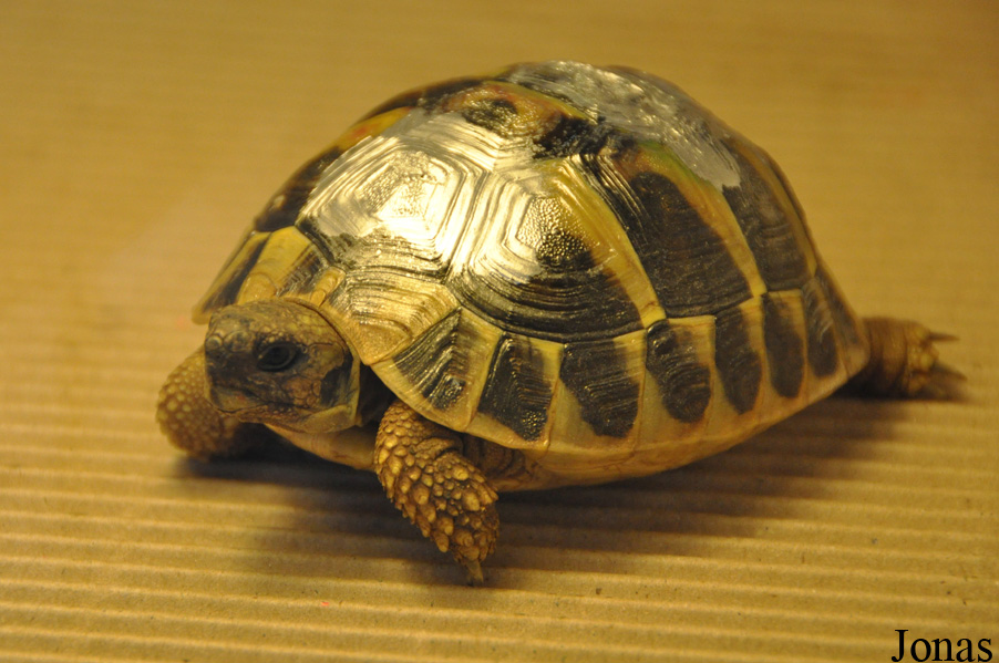 Testudo hermanni hermanni