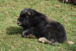 GaiaZOO