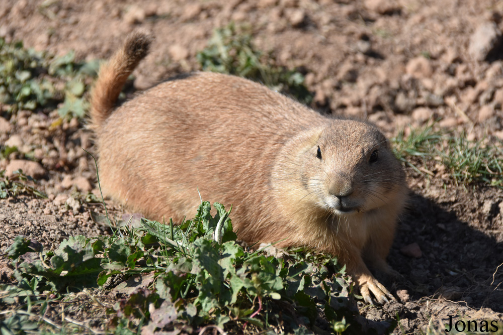 Parc Animalier de Sainte-Croix
