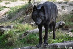 Parc Animalier de Sainte-Croix
