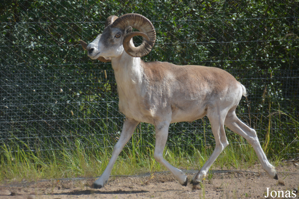 Moscow Zoo Centre for Rare Animals Reproduction (P)