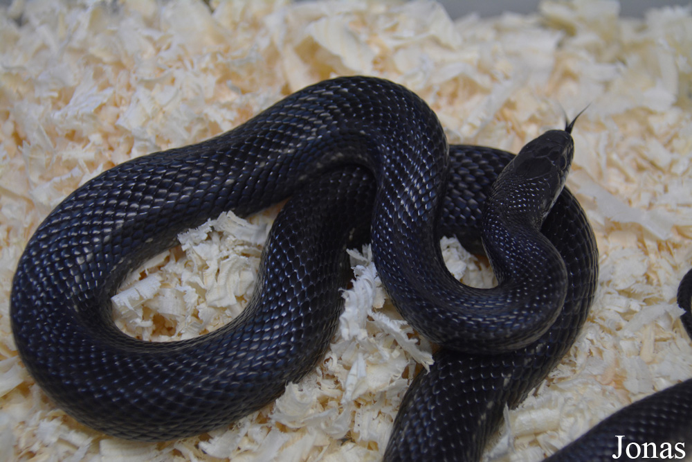 Moscow Zoo Centre for Rare Animals Reproduction (P)
