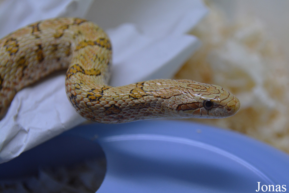 Moscow Zoo Centre for Rare Animals Reproduction (P)