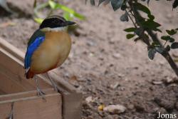 Bird Park Vorobyi