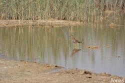 Al Wathba Wetland Reserve