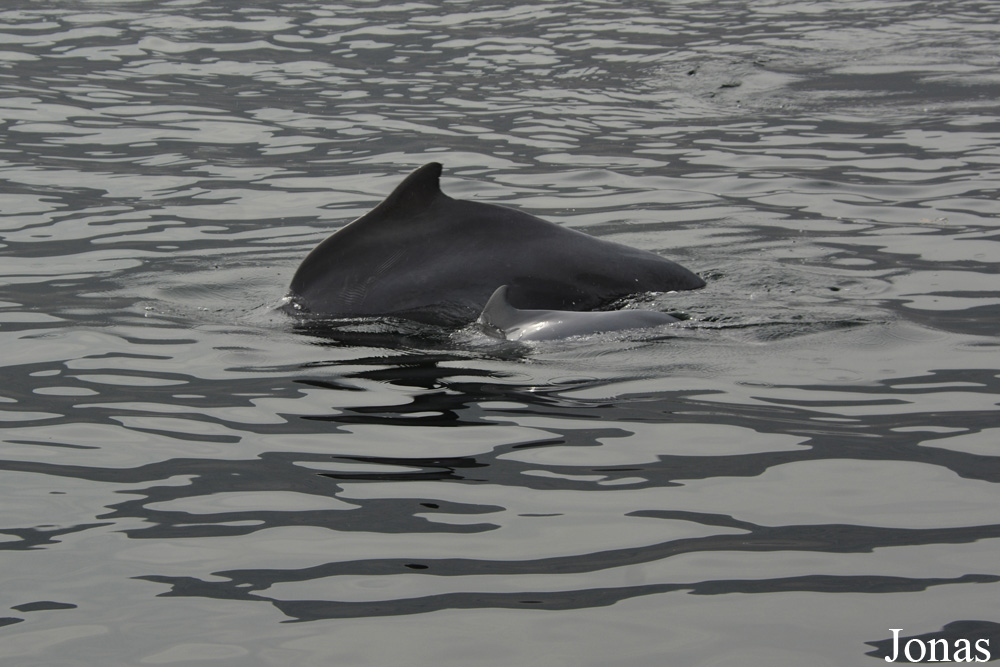 Musandam Peninsula