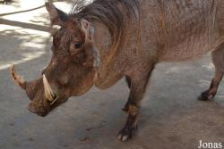 Emirates Park Zoo and Resort