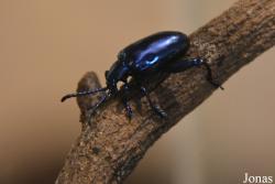 Chrysomelidae