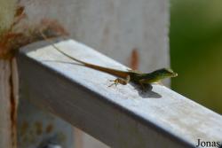Anolis roquet