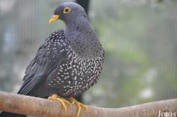 Columba arquatrix