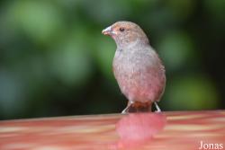 Parc National de Guadeloupe