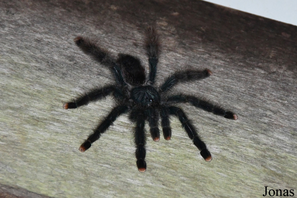 Macouria