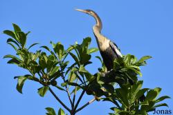 Anhinga anhinga anhinga
